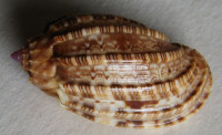 Harpa kolaceki, Cossignani, 2011